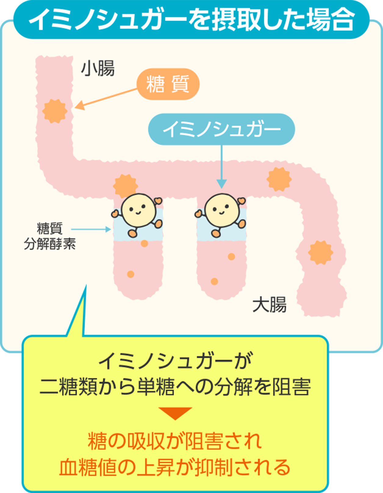 イミノシュガーの血糖値上昇抑制メカニズム