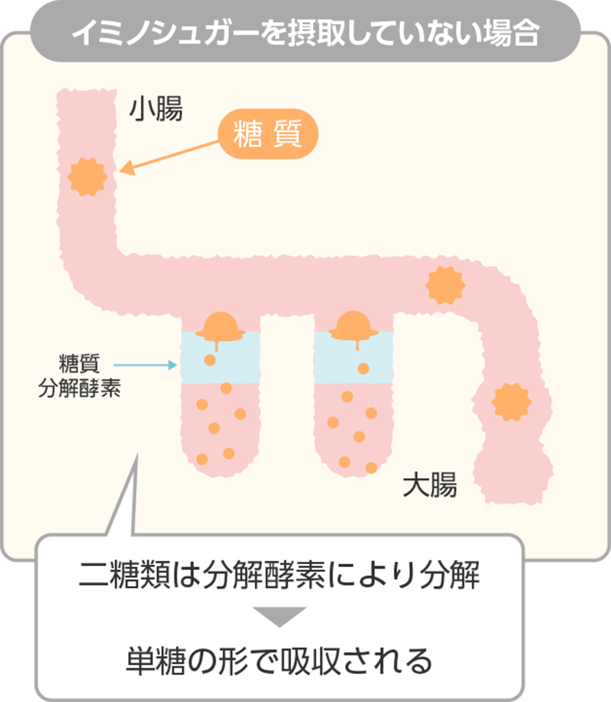 イミノシュガーの血糖値上昇抑制メカニズム